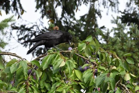 Crow picking plum on plum tree. Stock Photos