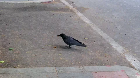 Crow Picking Up Scattered Popcorn from the Ground Stock Footage 322097131