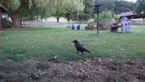 The crow picks 2 peanuts and brings them to safety from the magpie Video stock 89095954