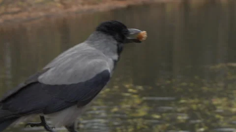 A crow with a piece of bread Stock Footage 220440433
