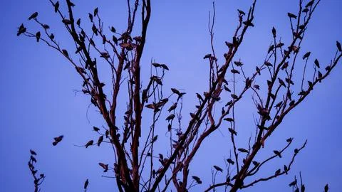 A crow of pigeons and crows on a tree branch Stock Photos