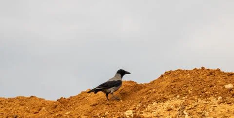 A crow on a pile of sand Stock Photos
