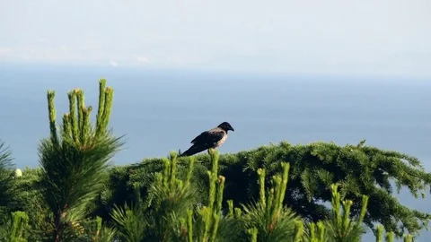 Crow on Pine Stock Footage 84625952