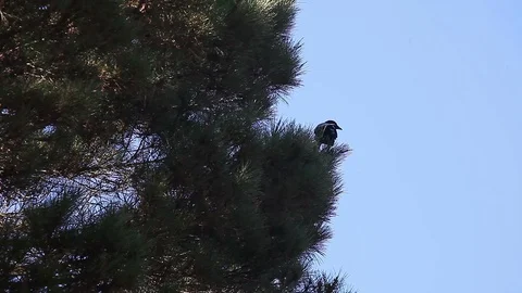 Crow in pine with room for text Stock Footage 92534848