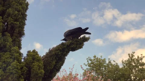 Crow on a pine tree branch and blue sky in the background. Stock Footage 160121669