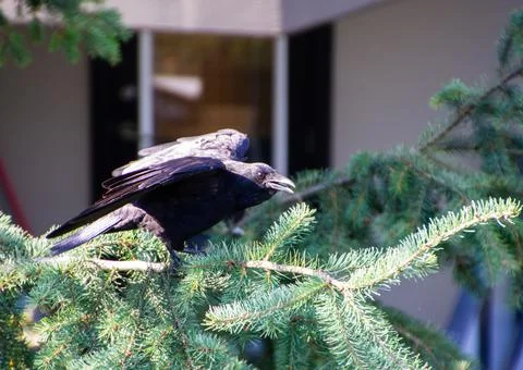 A crow on a pine tree Stock Photos