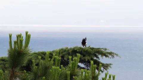 Crow on Pine White Stock Footage 84625847