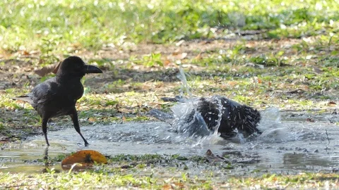 Crow playing water in summer. Stock Footage 122368792