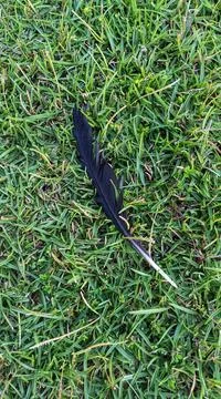 Crow Plumage 库存照片