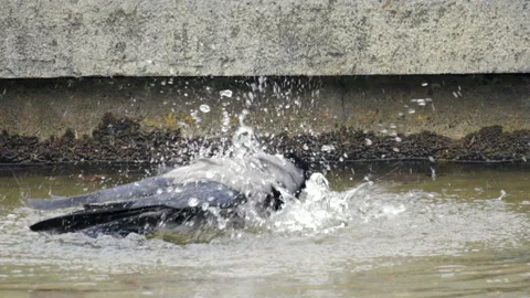 A crow plunges into murky water, causing splashes Vídeo Stock 347162513