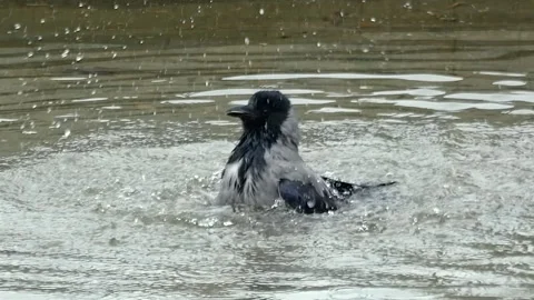 A crow plunges into murky water, causing splashes 動画素材 347163235