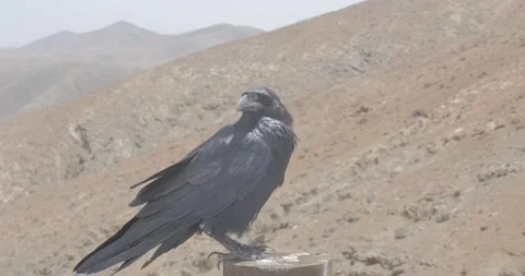 A crow on a pole looking at camera with a desert landscape Stock Footage 159440138