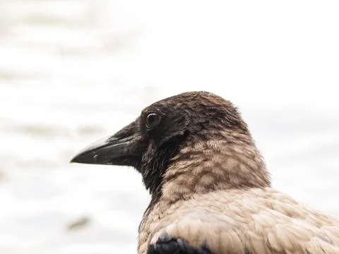 Crow portrait Stock Photos