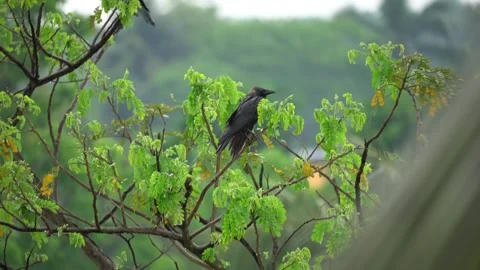 Crow Portrait Video 動画素材 304789384