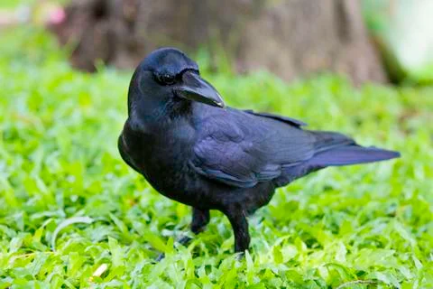 Crow posing on grass 写真素材