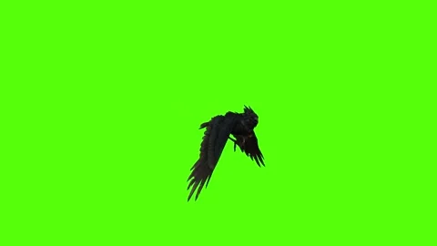 Crow Pounce Green Screen Animation 4K Rendering Video stock 295556545