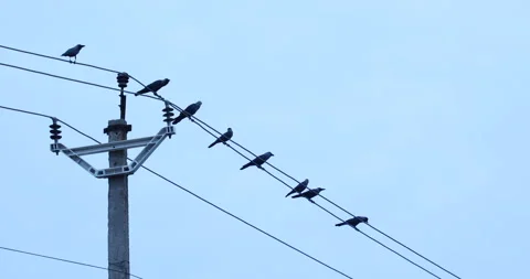 Crow on the Power Cable Stock Footage 144765008