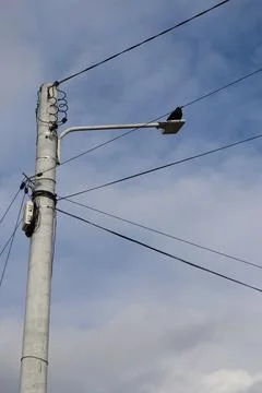A crow on a power line Stock Photos