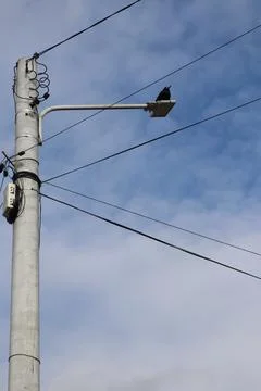 A crow on a power line Stock Photos