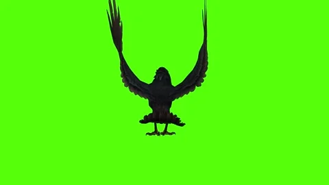 Crow Preening Green Screen Animation 4K Rendering Stock-Footage 295556459