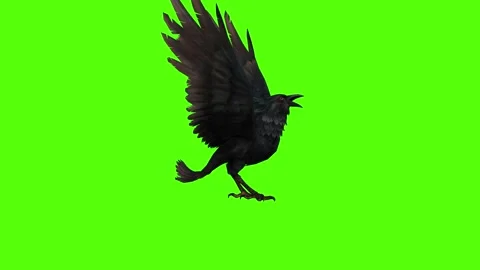 Crow Preening Green Screen Animation 4K Rendering Vidéo 295556468