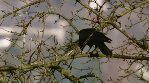 A crow with prey in a tree in autumn Stock Footage 285494281