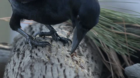 Crow probes for food in maple log, closeup of beak and feet Video stock 166011433