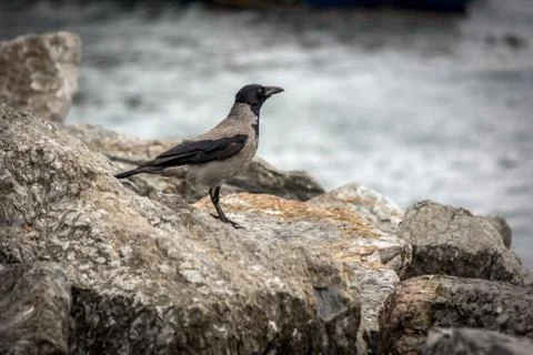 Crow in profile Stock Photos