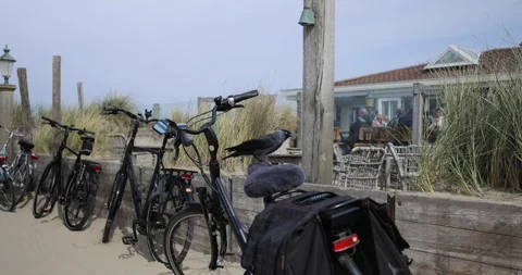 A crow pulls fur out of a fur seat on a bicycle and flies away. Video stock 247648549