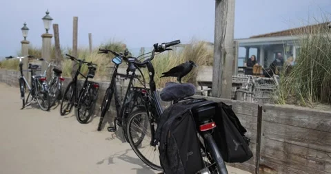 A crow pulls fur out of a fur seat on a bicycle Stock Footage 247648809