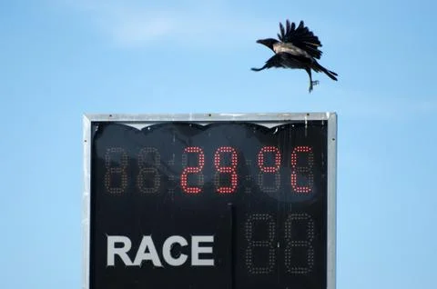 Crow race Stock-Fotos