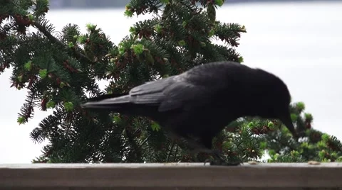 Crow on the railing eating cracker crumbs Stock Footage 50088455