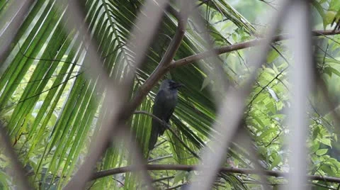 Crow in rain 1 Stock Footage 22329909
