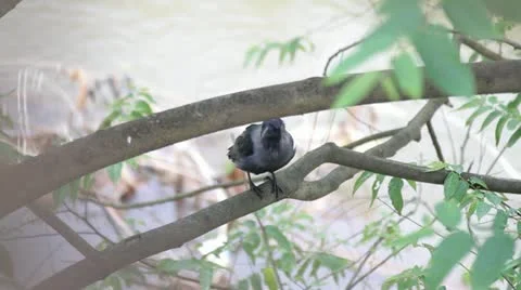 Crow in Rain Stock Footage 22329673