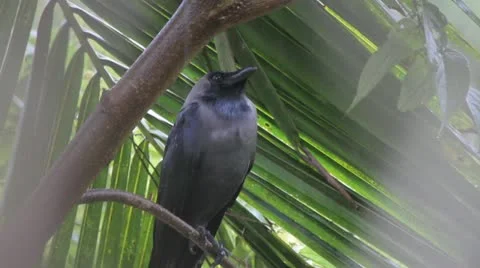 Crow in rain Stock Footage 22329786