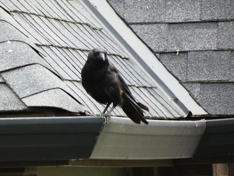 A crow on a rain gutter Stock Photos