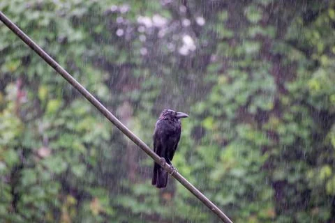 Crow in rain Stock Photos