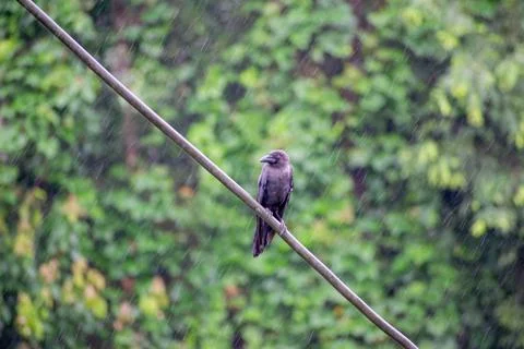 Crow in rain Foto stock