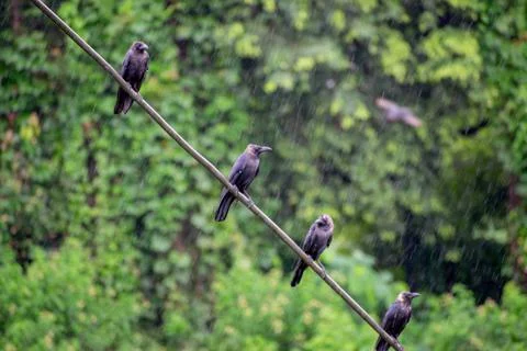 Crow in rain Stock Photos