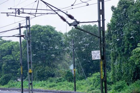 Crow in rain Stock Photos