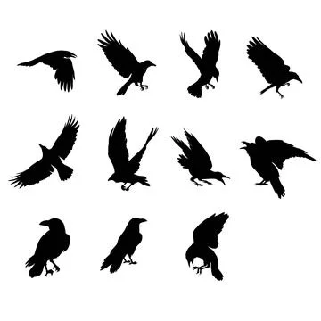 Crow, raven bird silhouettes set. Hand drawn illustration isolated on white Stock Illustration