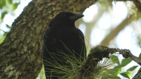 Crow, Raven, Blackbird in Tree, 4K Stock Footage 66477801