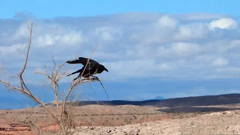 Crow Raven on a Branch Puffy Clouds in the Desert Video stock 87301082