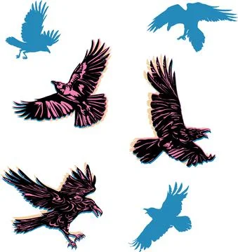 Crow, raven, color, flying, vector, silhouette, image Stock Illustration