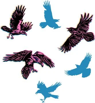 Crow, raven, color, flying, vector, silhouette, image Stock Illustration