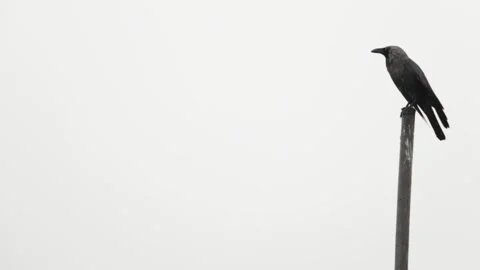 Crow Raven in rain 2 Stock Footage 244568768