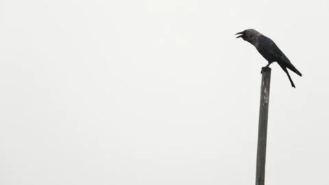 Crow Raven in rain Stock Footage 244568769
