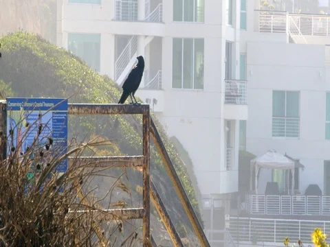 Crow / Raven Takes Off in Slo Mo at El Matador Beach Vídeos de archivo 80747209