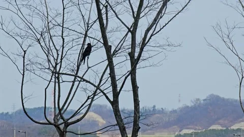 Crow resting quietly on branch Vídeos de archivo 325233318