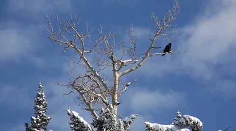 Crow resting on snowy tree Stock Footage 58257306